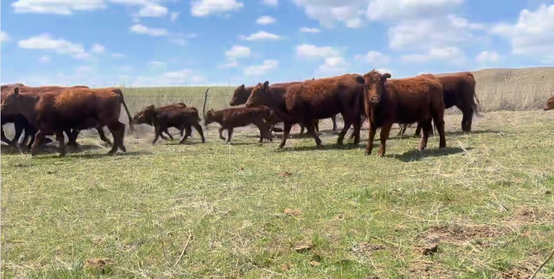 20 heifer pairs off of a complete ranch dispersion red angus (1250lb pair weight)